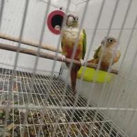 گربه گرینچیک مولد پول لازمم فوری