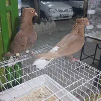 کفتر بی عیب