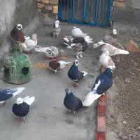 کفتر شازده،گرگی|پرنده|نوشین شهر, |دیوار