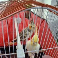 طوطی|پرنده|رشت, شهرک احمد خمینی|دیوار