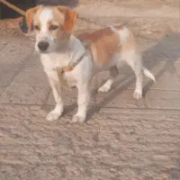 500000|سگ|تاکستان, |دیوار