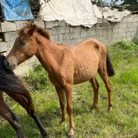 فروش مادیان با کره مادیان|اسب و تجهیزات اسبسواری|پرهسر, |دیوار