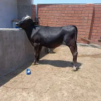 گوساله چاق چاق