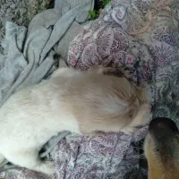 واگذاری توله تریر|سگ|لاهیجان, لیالستان|دیوار