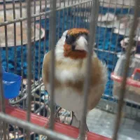 سهره پنج ساله اهلی اهلی حتی از قناری