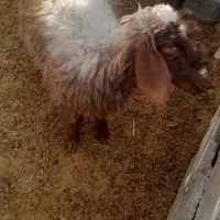 بره وکهره  بز چاق|حیوانات مزرعه|مرودشت, ده بید|دیوار