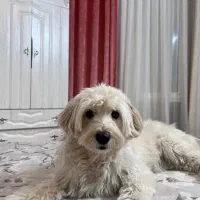 سگم گمشده|حیوانات|قزوین, |دیوار