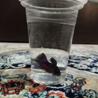 ماهی فایتر نر