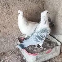 کبوتر سبز کاکلی