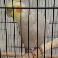 عروس هلندی نر