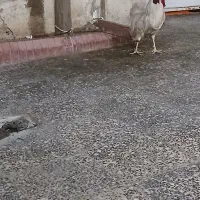 خروس