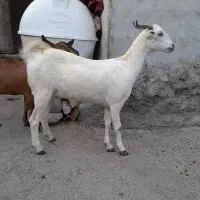 کهره سالم سرحال|حیوانات مزرعه|میناب, |دیوار