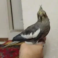 عروس