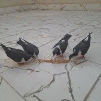 دو جفت جوجه پلاس|پرنده|قم, هفت تیر|دیوار