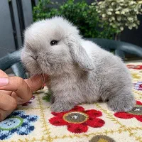 خرگوش لوپ Angle|موش و خرگوش|سنندج, |دیوار