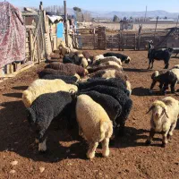 ۵۵ راس میش ترکی بره دار و آبستن سنگین