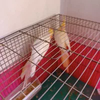 عروس هلندی|پرنده|مبارکه, |دیوار