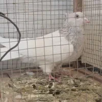 کبوتر|پرنده|اقلید, |دیوار