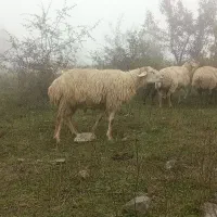 قوچ شیشک مغانی|حیوانات مزرعه|خدا آفرین, |دیوار