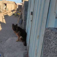 سگ ماده 9ماهه ژرمن خرگوشی شیب استاندارد