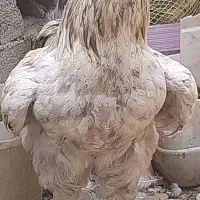 تخم مرغ برهما وپاپر