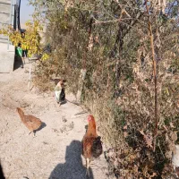 خروس|حیوانات مزرعه|محمدیه-قزوین, |دیوار