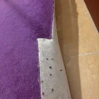 پالاز موکت|موکت|همدان, |دیوار