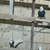 طوقی پرشی|پرنده|شاهین‌شهر, خانه کارگر|دیوار