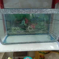 آکواریوم زیبا سالم