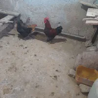 فروش مرغ و خروس در گلستان