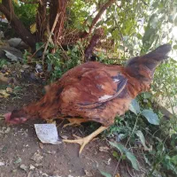 خروس محلی|حیوانات مزرعه|کرمان, |دیوار