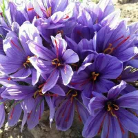 سیم کارت ۰۹۱۲۲۸۶۱۱۸۵