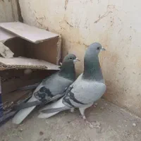 نروماده خرقه پاک دم