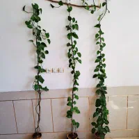 گل پتوس گل اشکی گل بگونیا خالدار شاداب پر ریشه|گل و گیاه طبیعی|نجف‌آباد, سعدی|دیوار