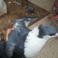 کفتر|پرنده|کرمان, |دیوار