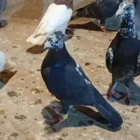 کفتر معاوضه