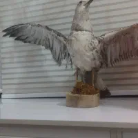 مجسمه پرنده|مجسمه، تندیس، ماکت|تهران, نعمت‌آباد|دیوار