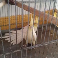 عروس هلندی جفت مولد باتمام وسایل لونه وقفس حرفهایی