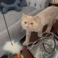 گربه پرشین سوپر فلت نر|گربه|مشکیندشت, |دیوار