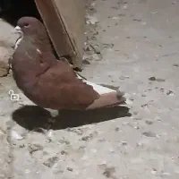 کفتر رنگی بهبهونی وشهری فسا|پرنده|فسا, |دیوار