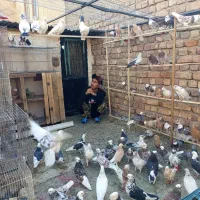 کفتر کفتر بازی زمینی هوایی بشرط تضمینی...|پرنده|تهران, افسریه جنوبی|دیوار