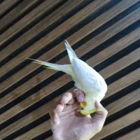 عروس هلندی دستی هنوز بالغ نشده