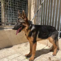 فروش سگ ژرمن شپرد شولاین محافظ|سگ|اصفهان, جلفا|دیوار