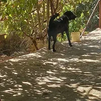 سگ درجه یک|سگ|محلات, |دیوار