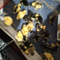 جوجه|حیوانات مزرعه|معمولان, |دیوار