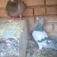 جفت دوخط|پرنده|فردوس (خراسان), |دیوار