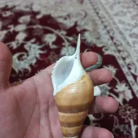 صدف تزئینی جنوب اصل|صنایع دستی و سایر لوازم تزئینی|سیدان, |دیوار