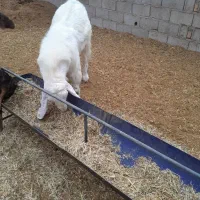 بز نر پاکستانی