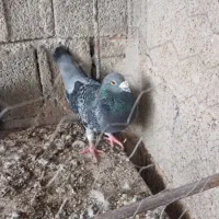 کبوتر سبز پولکی نر