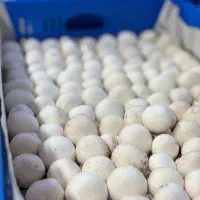 پرورش قارچ/در خانه با کم ترین امکانات